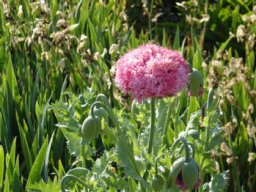 fleur_variee_20211127_1027188765